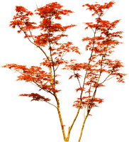 Tree.Autumn.Red.Orange - 無料png