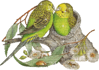 birds budgerigar bp - Darmowy animowany GIF