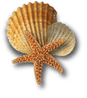 sea shells bp