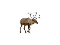 deer bp - Бесплатный анимированный гифка