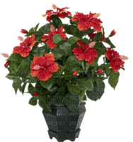 Bloemen en planten - PNG gratuit