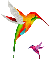 hummingbird - Ilmainen animoitu GIF