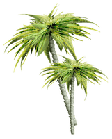 Kathleen Reynolds Beach Summer Palm Trees