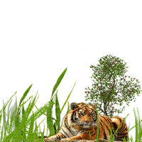 tiger bp - png grátis