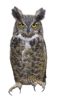Kaz_Creations Animals Animal Bird Birds Owl - zdarma png