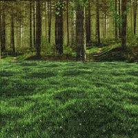 forest background by nataliplus - png gratis