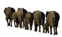 Kaz_Creations Elephants Elephant - nemokama png