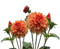 Flowers orange bp - ilmainen png