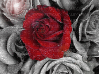 roses rouge et grise - GIF animé gratuit
