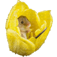 little flower mouse - nemokama png