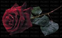 rózsa gif - Nemokamas animacinis gif