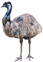 Australia animals bp - Безплатен анимиран GIF