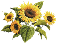 Sunflowers 2 - Free PNG
