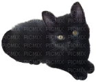 black cat - PNG gratuit