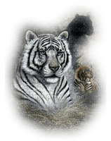 tigre blanc - PNG gratuit