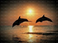 Le dauphin - PNG gratuit