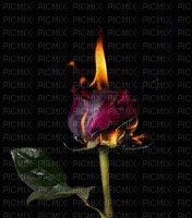 rose -Nitsa fire - nemokama png
