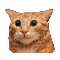 Nina cat - Animovaný GIF zadarmo