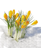 spring flowers - bezmaksas png