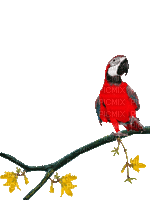 oiseau - 無料のアニメーション GIF