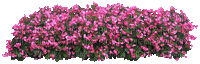 Bloemen en Planten - Free animated GIF