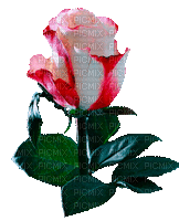 ruža - GIF animado grátis
