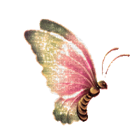 Y.A.M._Fantasy butterfly - GIF animado gratis