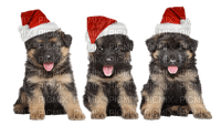 dog  chien animal animals   hund     christmas noel xmas weihnachten Navidad рождество natal tube - ücretsiz png