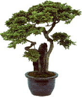 bonsai, sunshine3 - Ilmainen animoitu GIF