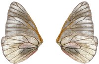 Wings - δωρεάν png