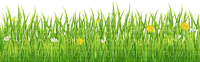grass----gräs - фрее пнг
