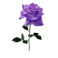 rosa purpura