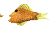 fish deco poisson - GIF animasi gratis