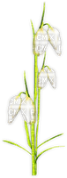 soave deco flowers spring branch snowdrops - PNG gratuit