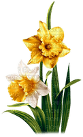 Daffodils.Yellow.White - nemokama png