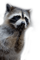 raccoon bp - ingyenes png