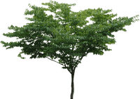 tree, sunshine3 - kostenlos png