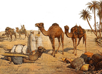 camels - PNG gratuit