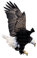 eagle bp - 免费PNG