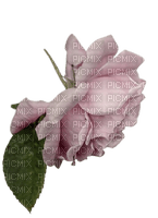 rose mauve - png gratis