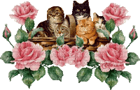 chats dans les roses - GIF animado gratis