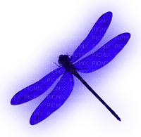 Dragonfly.Blue - zdarma png