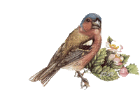 chantalmi   oiseau bird - Бесплатный анимированный гифка