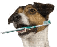 Jack Russel - Free PNG
