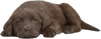 Tube Animaux Chien - kostenlos png