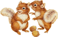 Kaz_Creations Animals Squirrels Squirrel - png grátis
