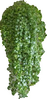 Pflanze - Besplatni animirani GIF