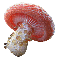 mushroom - Gratis geanimeerde GIF