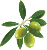 olives bp - 免费PNG