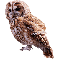 Owls - nemokama png